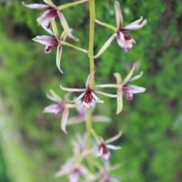 Cymbidium aloifolium (L.) Sw.